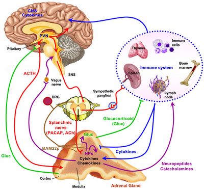 Adrenal Medulla จกรรมของ amygdala ในขณะท